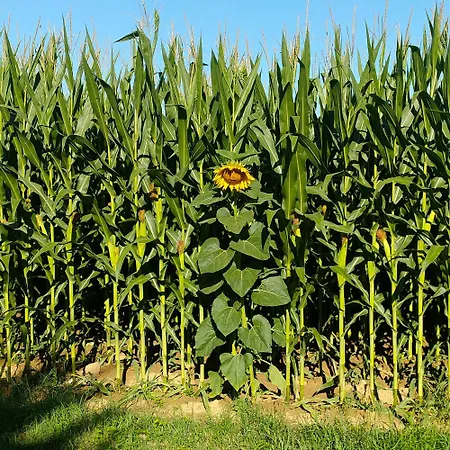 Casa Ida Apartment Scaltenigo