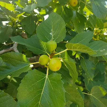 Casa Ida Apartment Scaltenigo