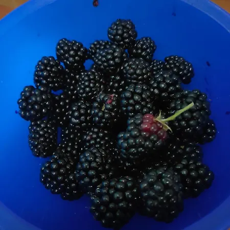 Casa Ida * Scaltenigo